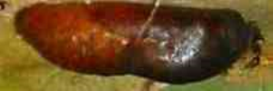 Pupae